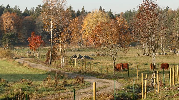 Omgivning i Ässkog_foto_orebro_kommun_2