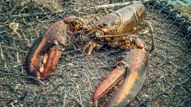 Amerikansk hummer (Homarus americanus)