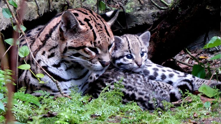 Ozelot Daphne mit ihrer Tochter - Foto: Zoo Leipzig