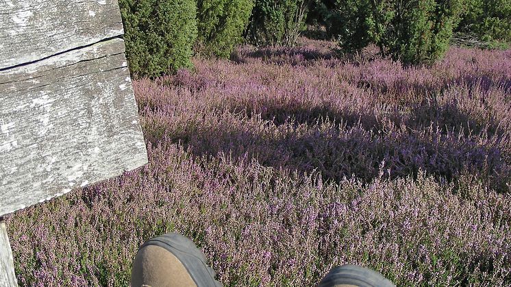 Pilgrimsruten Jakobusweg Lüneburger Heide indgår i et stort net af pilgrimsruter i Europa