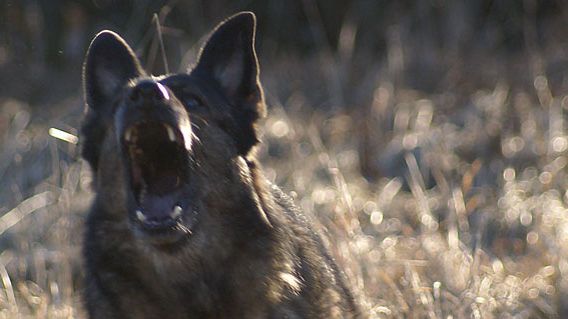 SKK kritiserar TV3s Jagad av hundar