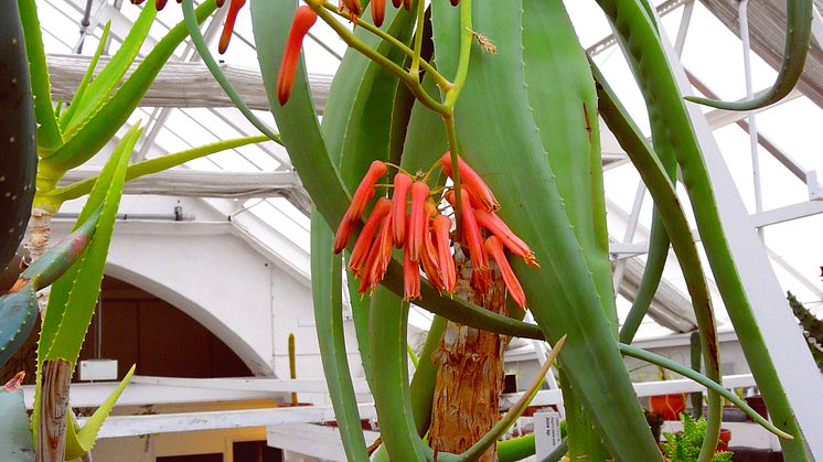 pm_aloe