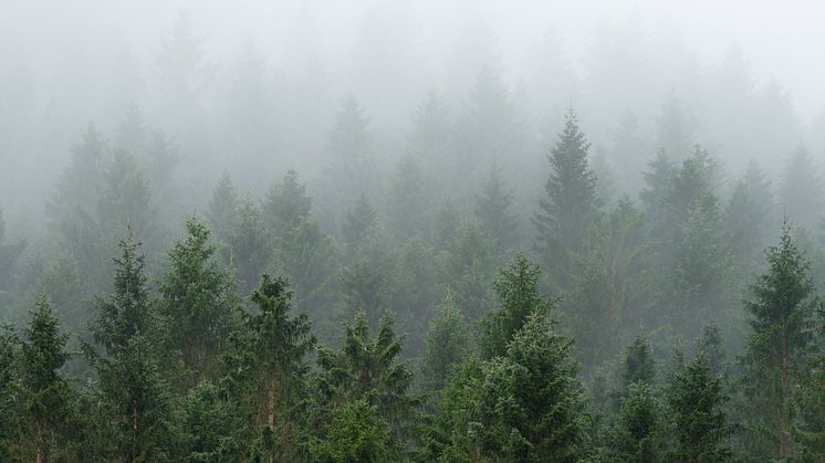 SKOG OG HELSE: Anno Norsk skogmuseum og Besøkssenter skog med samarbeidspartnere vil bidra til FNs bærekraftsmål gjennom sitt arrangement på Verdens skogdag 21. mars. (Foto: Bård Løken/Anno)