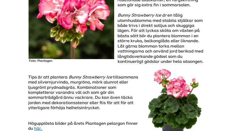 Årets Plantagen pelargon .pdf