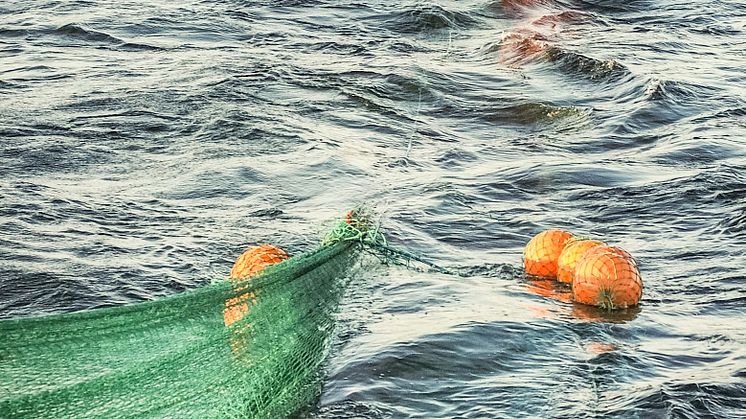 Misstänkta fall av utkast av småräka anmälda till åklagarmyndigheten