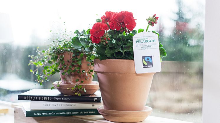 Fairtrade-märkt pelargon.