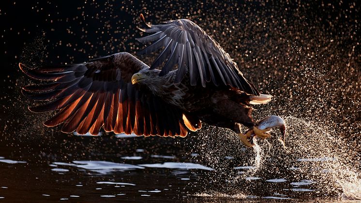 Kuvaaja Markus Varesvuo, kuvauskalusto Canon EOS-1D X Mark II -järjestelmäkamera ja Canon EF 600mm f/4L IS III USM -objektiivi 