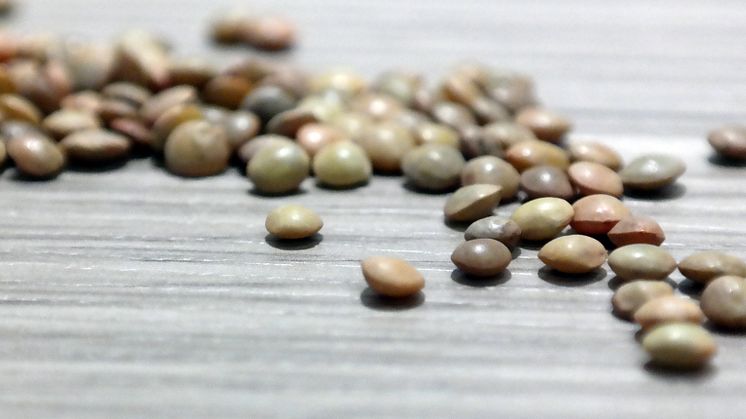 Gotlandslins är namnet på torkade frön från åkerlinsen (Lens culinaris),  en gammal kulturväxt som traditionellt har odlats på Gotland. Fotograf: Tomas Erlandsson