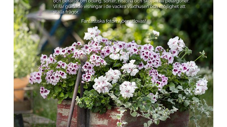 ​Inbjudan till unika pelargonpressvisningar