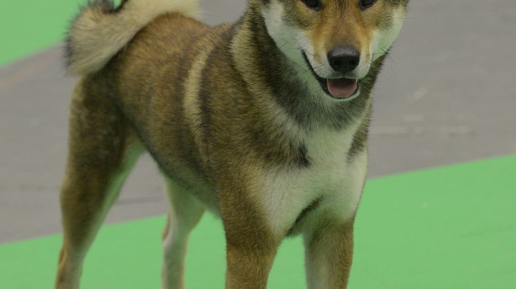 Shikoku - ny ras i Sverige