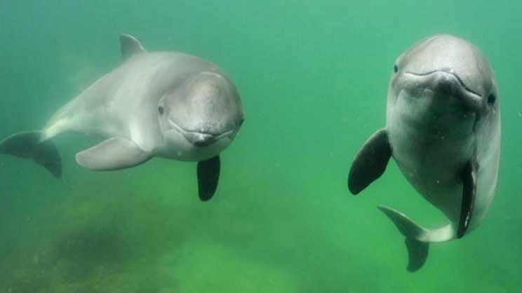  Tumlare (Phocoena phocoena) är en skygg liten val som förekommer i våra kustvatten, och som behöver skyddade områden där den kan föda sina ungar.