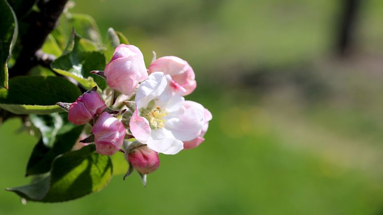 ÄPPELBLOM blomma1