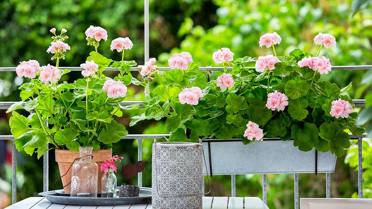 Skapa en mysig plats på balkongen eller uteplatsen med hjälp av pelargoner.