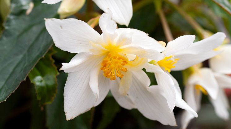 Begonia boliviensis Summerwings Boliviabegonia Foto @annikasnaturligating