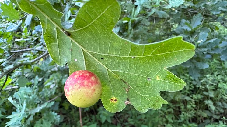Galläpple på ek (CC BY 4.0 katrin_simon)