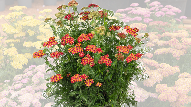 Achillea millefolium 'Skysail Fire'