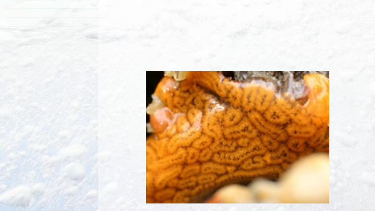 Akvaplan-niva Report: Coastal biodiversity and introduced species in Arctic Norway