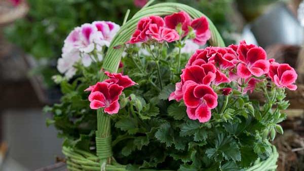 Blomsterfrämjandet ställer ut på Nolia Trädgård & Antik 27 – 29 april