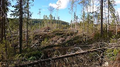 Gynnsamt för granbarkborrar i norr – ökad skaderisk framöver