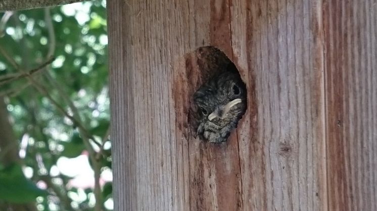 Flycatcher nestlings