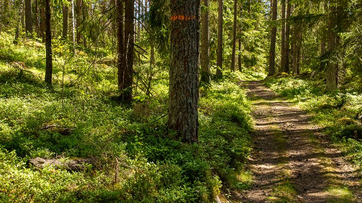 Löparspår vid Villa Baro
