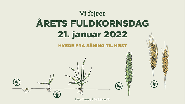 Hvede fra såning til høst