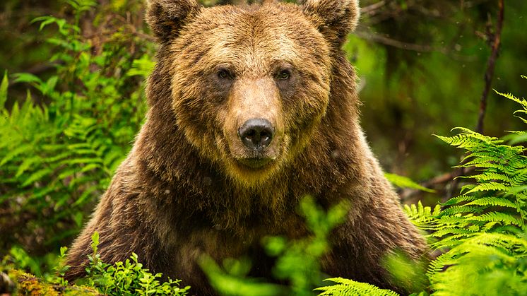 The WILD Project Bear