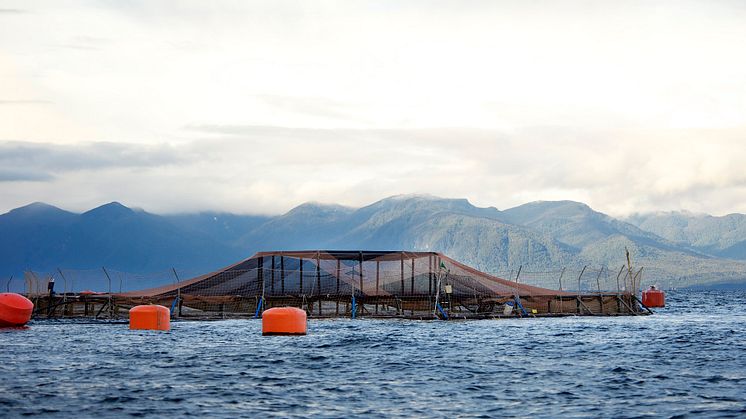 Cermaq farming site in Chile