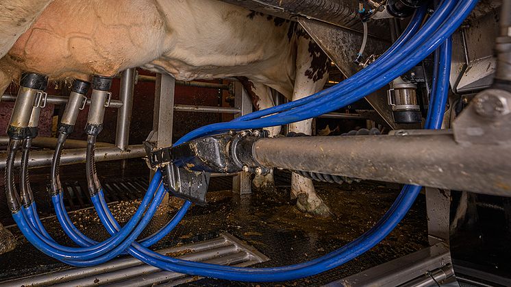 Automatisk mjölkning vid Lövsta lantbruksforskning, SLU:s anläggning för forskning och utbildning om lantbrukets djur. Foto: Mark Harris