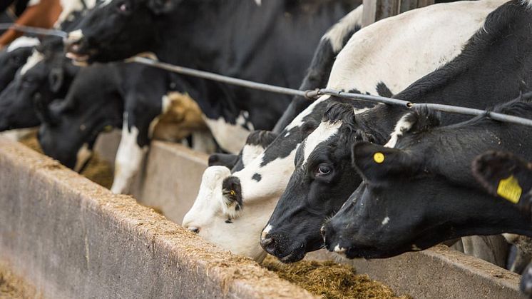 Arla incentivises more GM free feed 