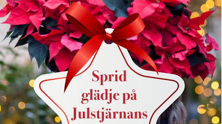 Julstjärnas dag på Brännborn Center