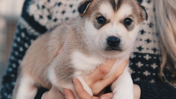 huskyvalp
