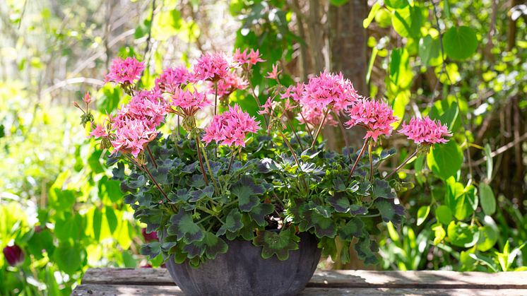 Årets Pelargon 2025 Pelargonium Summer Twist Rose foto annikasnaturligating (17).jpg
