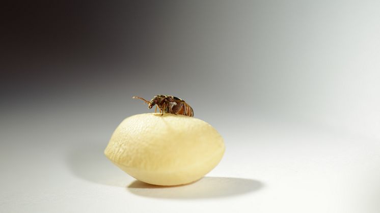 One species studied in detail by the researchers is an insect pest known as the cowpea seed beetle (Callosobruchus maculatus). The female pictured is laying eggs on a bean that the larvae then feed on. Photo: Mareike Koppik