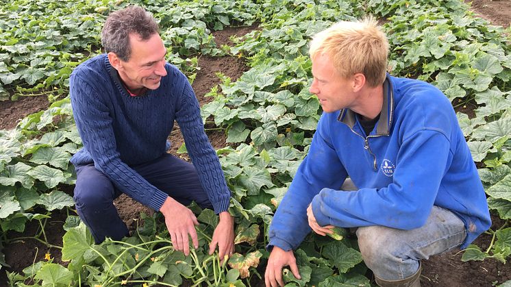 Håkan Tufvesson Sewall, odlingschef på Orkla Foods Sverige, arbetar nära tillsammans med odlarna. Här tillsammans med Nils Jönsson, odlare utanför Lund.