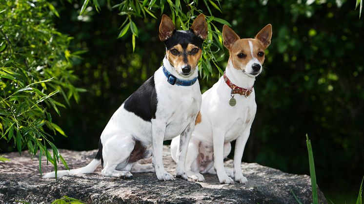 Tenterfield terrier – ny ras i Sverige