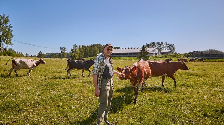 Arla tuo maitotölkkeihin lehmien hyvinvoinnista kertovan merkin