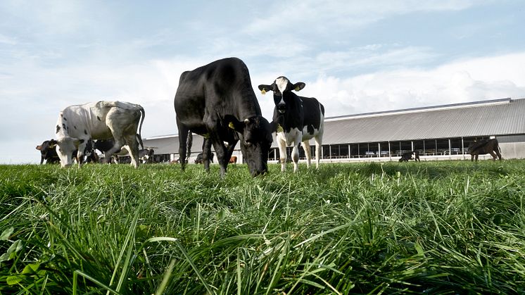 Nyt partnerskab mellem Arla og danske kunder skal accelerere klimareduktioner