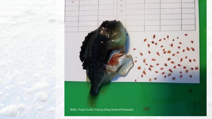 Sluttrapport fra FHF prosjekt skottelus 2019