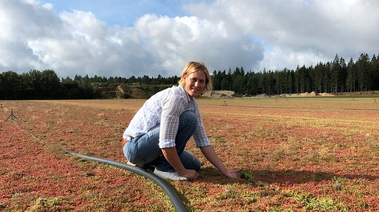Sedummattor med biokol klara att levereras till kund meddelar Lina Pettersson från Veg Tech