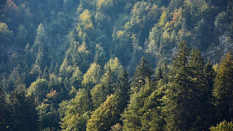 STIHL ställer ut på Elmia Wood 