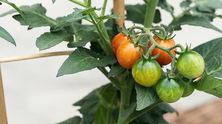 Plantorama har år til dato solgt drivhusplanter som agurker og tomater for en halv million kroner mere end sidste år. Foto: PR.