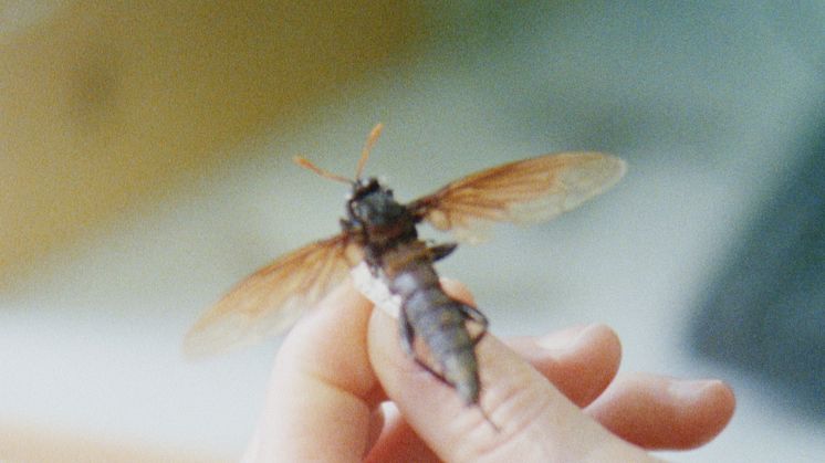 Still from I’ll Be Back! (2022) by Hope Strickland. © The artist.