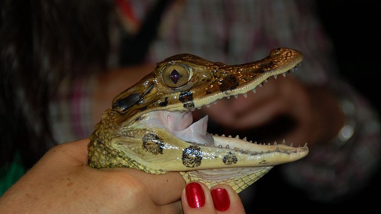 Caiman spotting in Manaus
