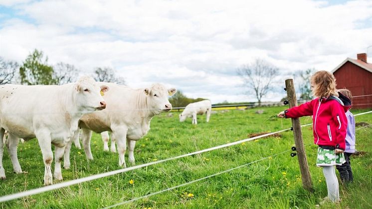 Att tvätta händerna före och efter kontakt med djur och deras närmiljö minskar risken för överföring av smittor mellan djur och människor. Foto: David Zandén.