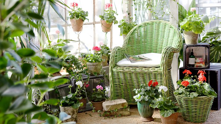 Pelargoner i miljö