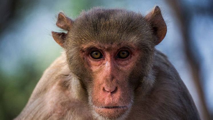 Makaker, och andra djur, har mycket svårt att hantera information som kommer i en viss ordning. Det kan vara just det som skiljer människor från andra djur. Foto: Johan Lind/N