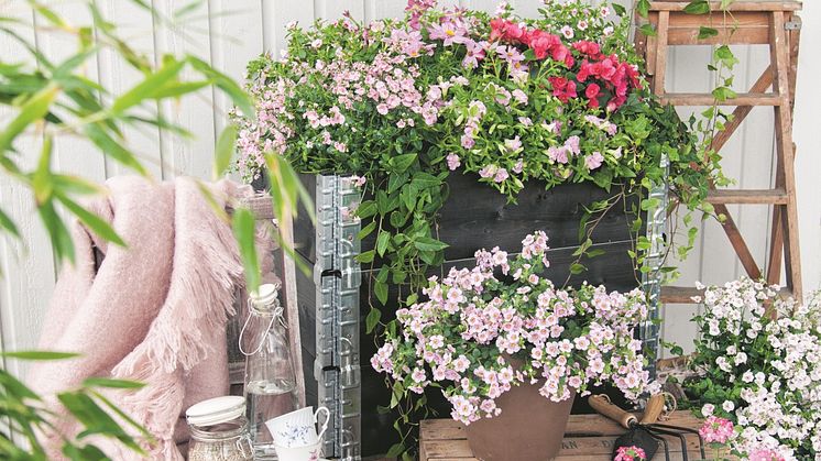 Att plantera i kruka är det viktigaste under odlingssäsongen, enligt Blomsterlandets klubbmedlemmar. Och blommor i svala nyanser är mest omtyckta.