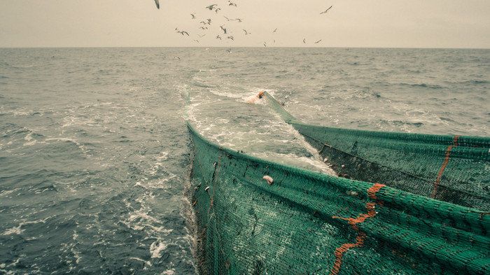 HaV ger tre miljoner kronor till att utveckla nya selektiva fiskeredskap