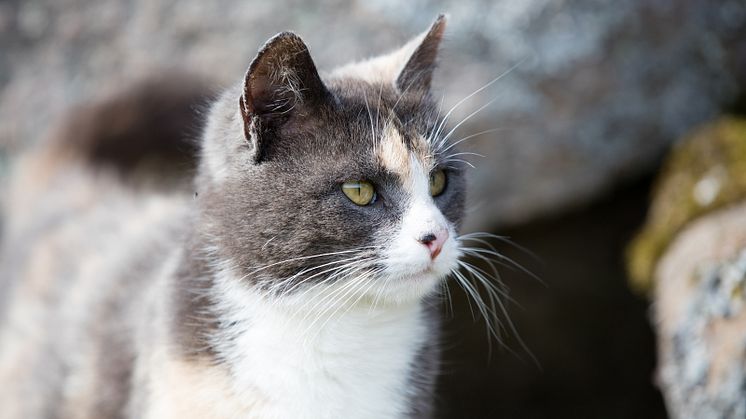 ID-märk och registrera din katt!